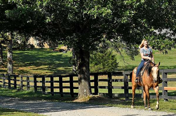 apha-quarter-horse