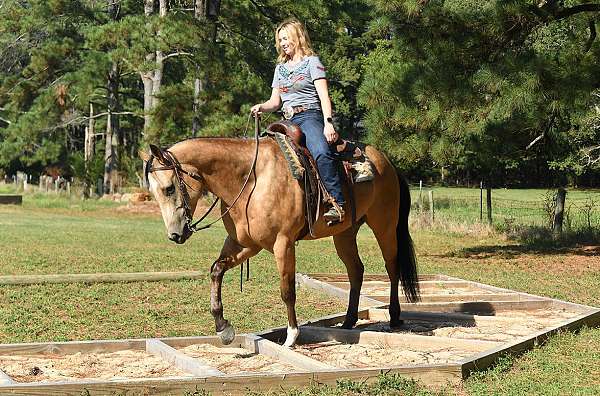 dressage-quarter-horse