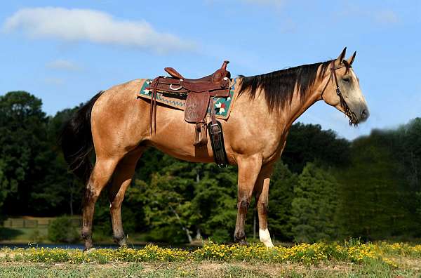 western-quarter-horse