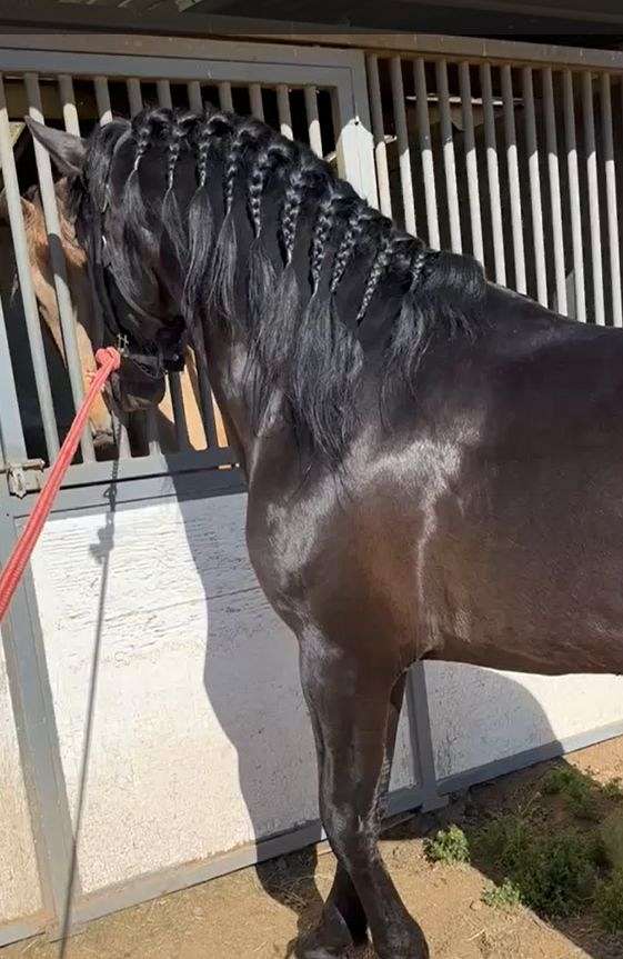 dressage-andalusian-horse