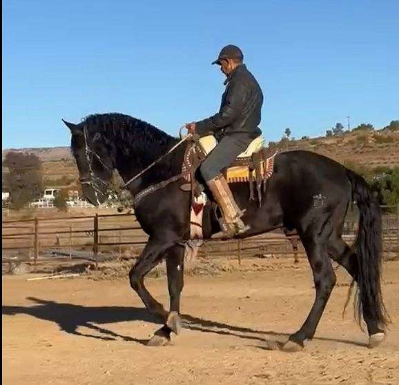 dressage-andalusian-horse