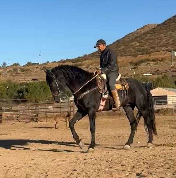 world-champion-andalusian-horse