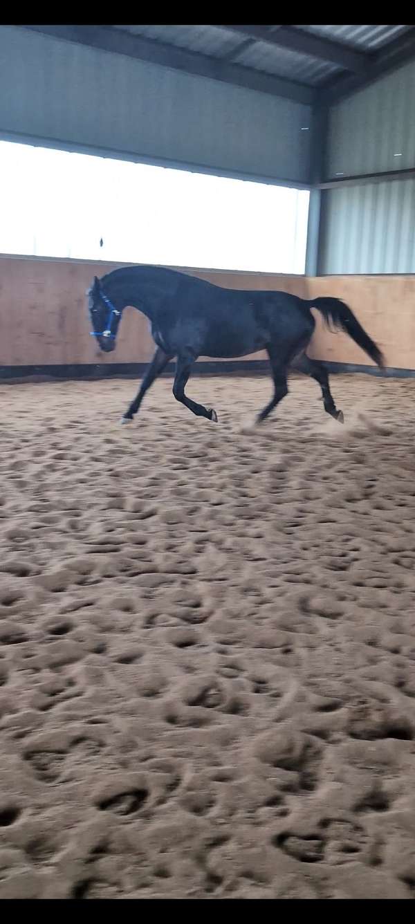 slbr-warmblood-gelding