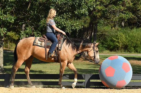 trail-horse-quarter