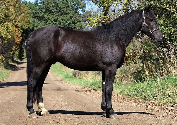 ranch-versatility-quarter-horse