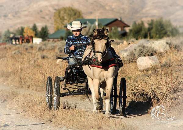 buckskin-tobiano-paint-pony-gelding