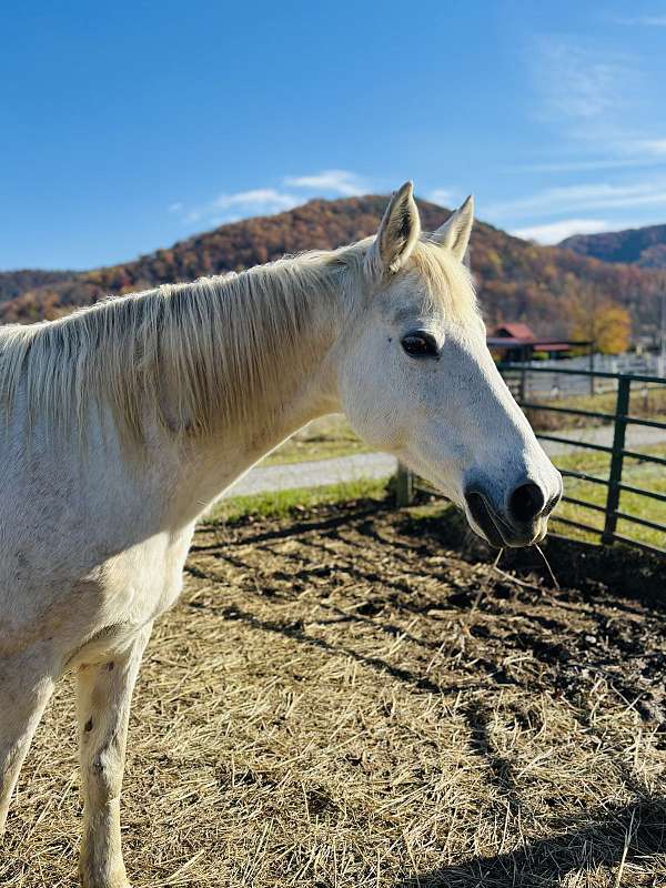 missouri-fox-trotter-mare