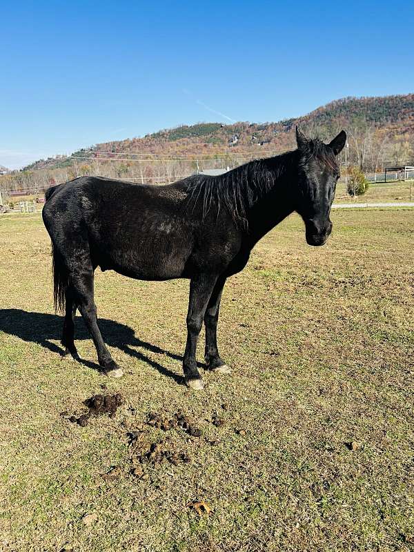 deal-missouri-fox-trotter-horse