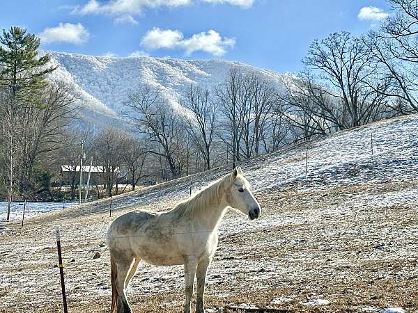 jack-missouri-fox-trotter-horse