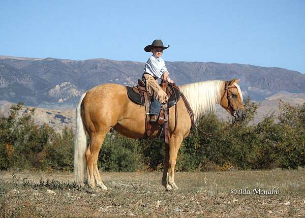 all-around-quarter-horse