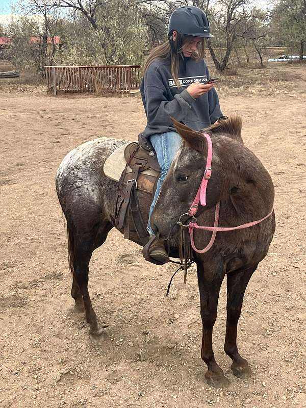 ranch-work-quarter-pony