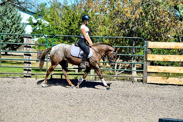 trail-quarter-pony