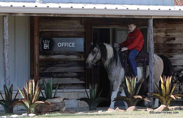 beginner-safe-quarter-pony