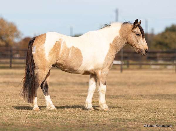 chestnut-appaloosa-pony