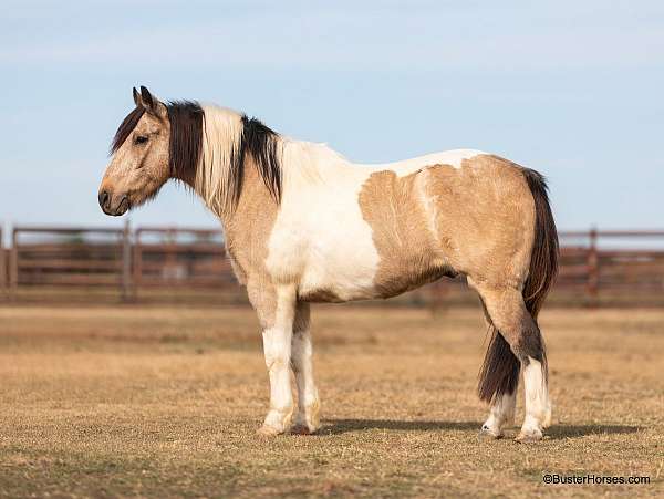 quarter-pony