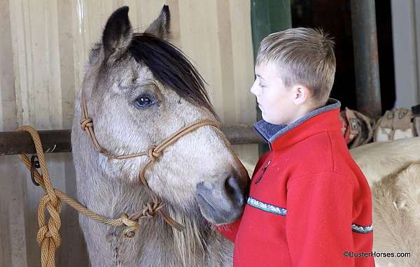 all-around-quarter-pony