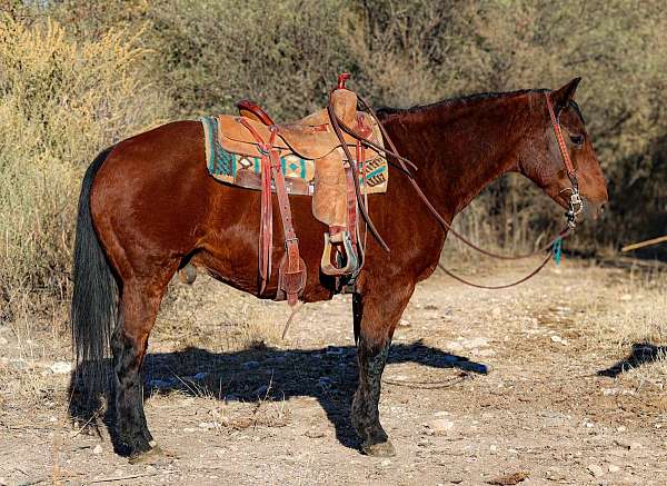 beginner-safe-quarter-horse