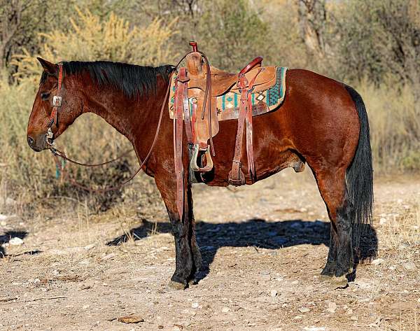 family-horse-quarter