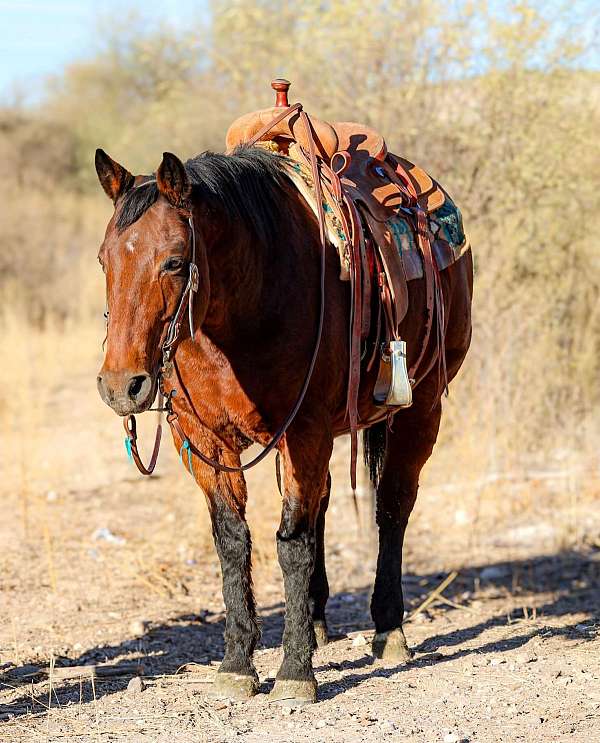 ranch-work-quarter-horse