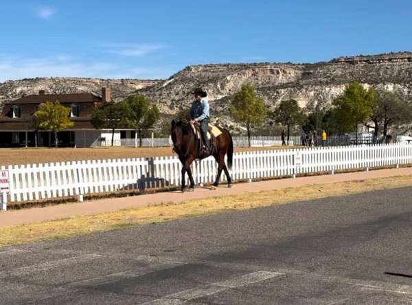 trail-quarter-horse