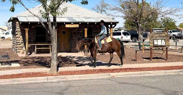 athletic-quarter-horse