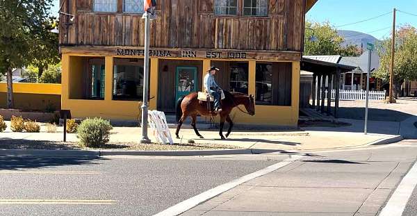 beginner-quarter-horse