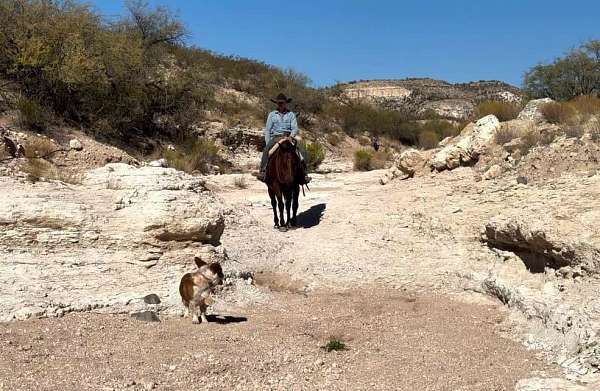 blue-eyed-quarter-horse