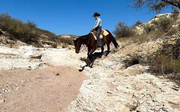 cowboy-mounted-shooting-quarter-horse