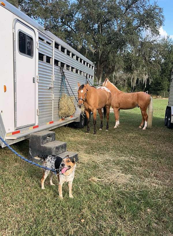 ranch-work-quarter-horse