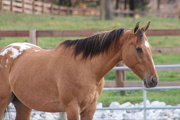 beginner-safe-quarter-horse