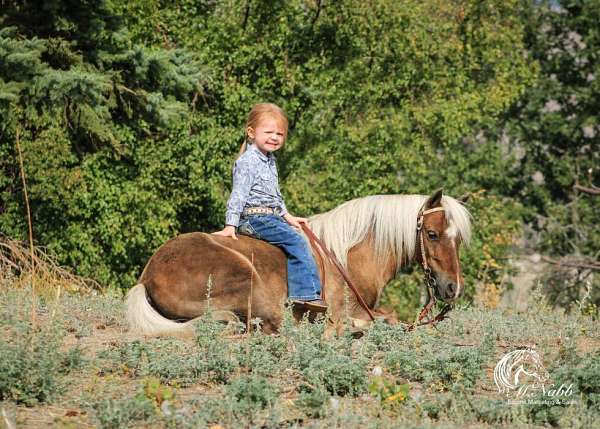 chocolate-palomino-trail-pony