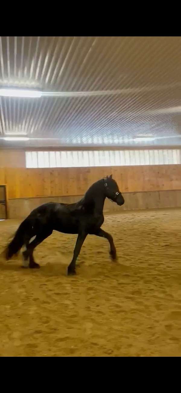 friesian-stallion