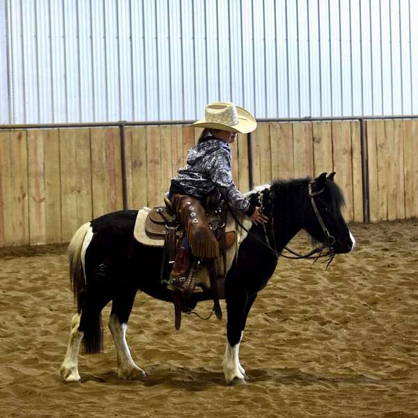 black-white-paint-pony-colt-mare