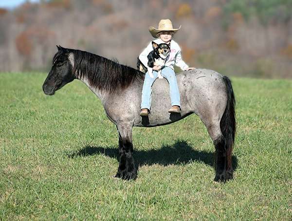 blue-roan-star-pony