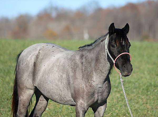 quarter-pony