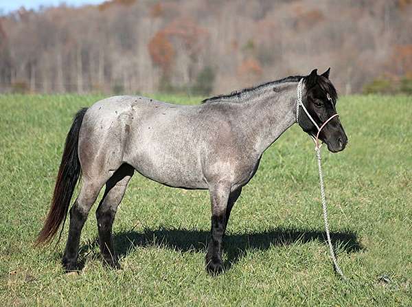 ranch-work-quarter-pony