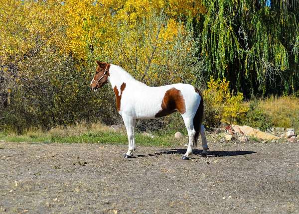 barrel-pattern-mustang-horse