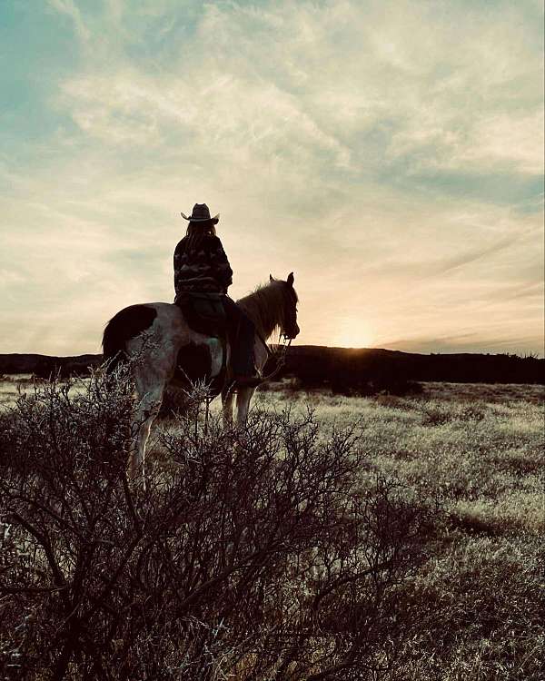 tobiano-blaze-horse