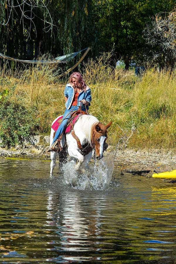 trail-mustang-horse