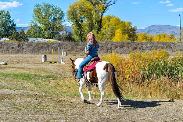 all-around-mustang-horse