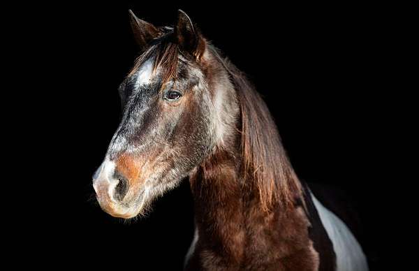 barrel-pattern-mustang-horse