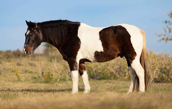 neck-reining-mustang-horse