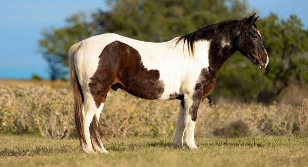 paint-mustang-horse