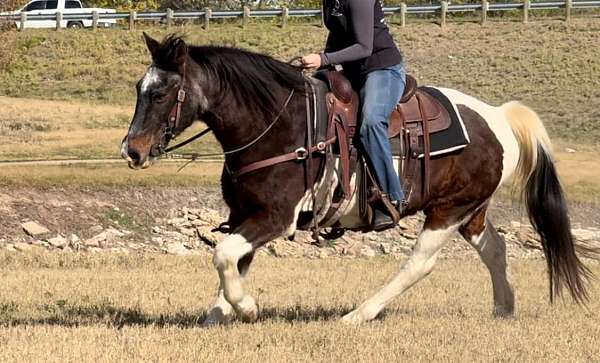 poles-mustang-horse