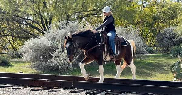 athletic-mustang-horse