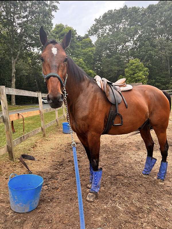 therapy-standardbred-horse