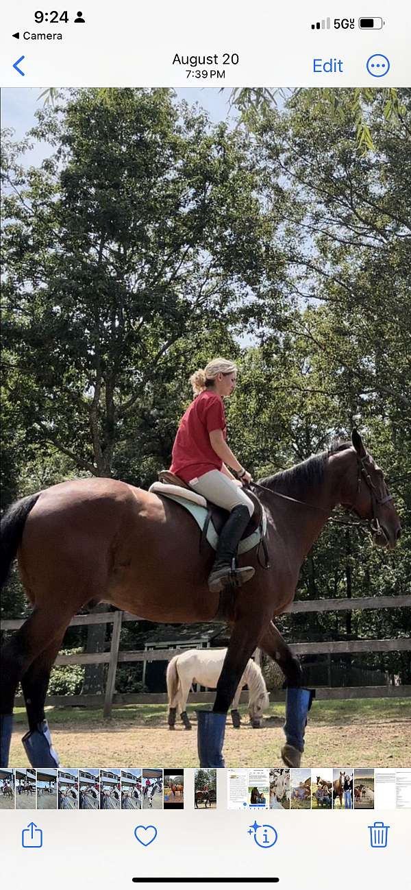 calm-standardbred-horse