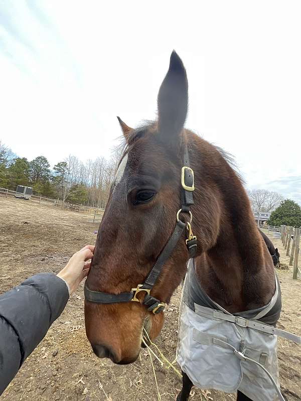 date-standardbred-horse