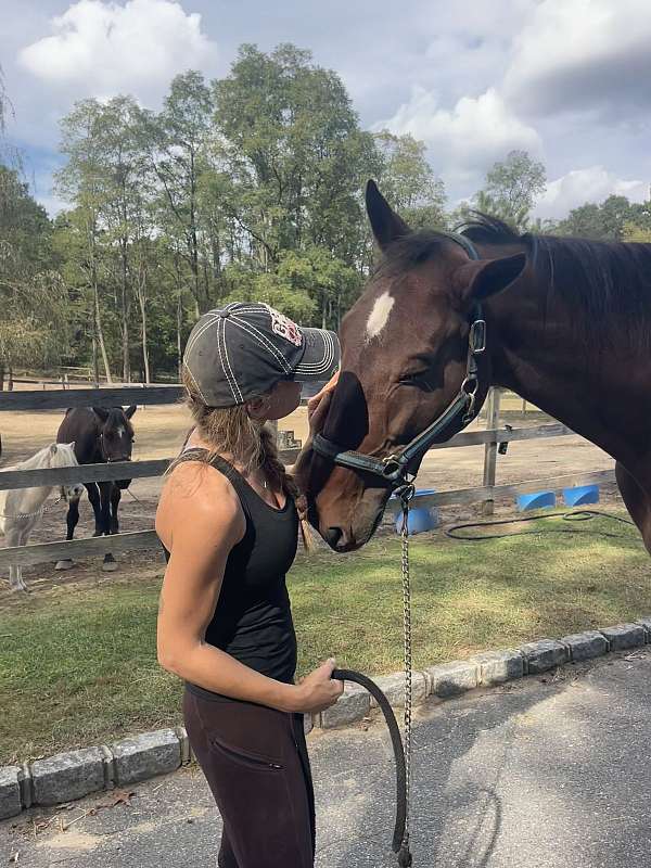 dental-standardbred-horse