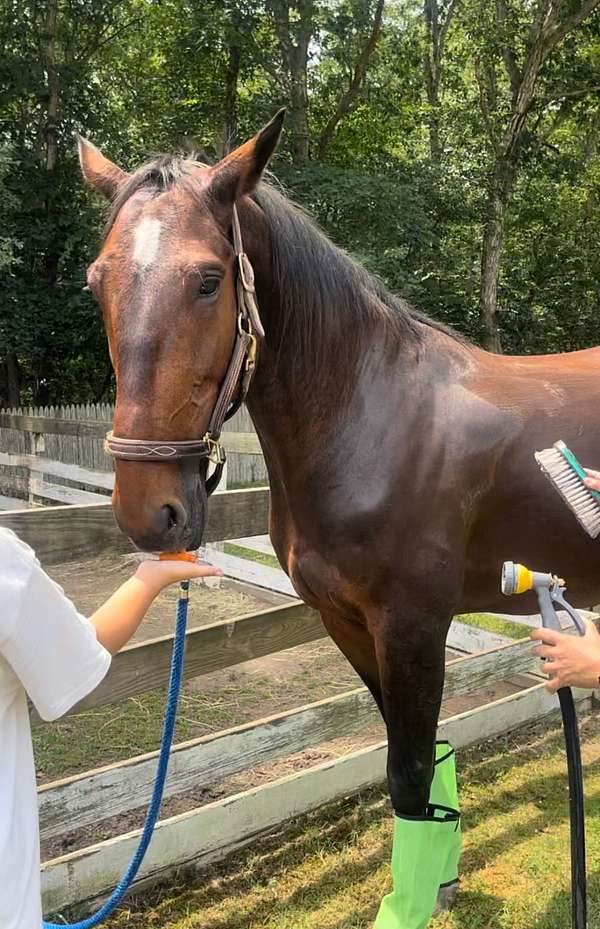 dog-standardbred-horse